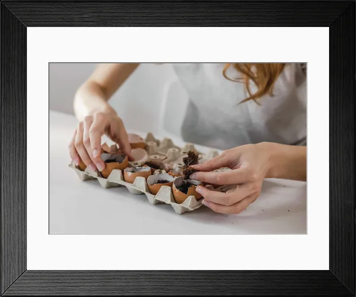 Framed Print : The girl planted the Microgreen seeds at home Framed Print : The girl planted the Microgreen seeds at home