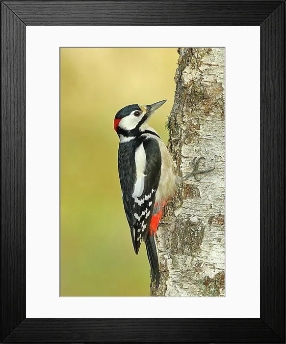 Framed Print : Great spotted woodpecker (Dendrocopos major) male on the trunk of a grey birch (Betula populifolia)