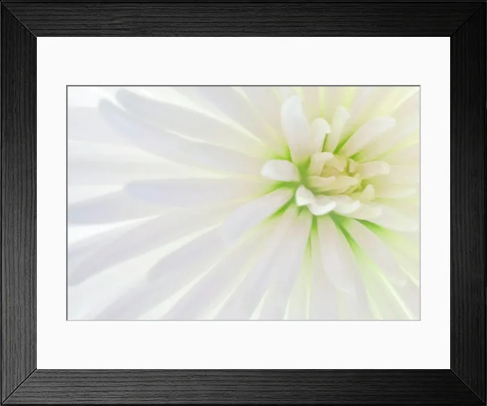 Framed Print : White Chrysanthemum flower Framed Print : White Chrysanthemum flower