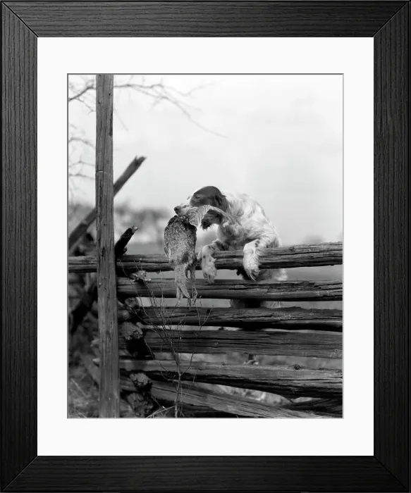 Framed Print : 1920s ENGLISH SETTER DOG CLIMBING OVER WOODEN FENCE CARRYING DEAD BIRD PHEASANT IN MOUTH Framed Print : 1920s ENGLISH SETTER DOG CLIMBING OVER WOODEN FENCE CARRYING DEAD BIRD PHEASANT IN MOUTH