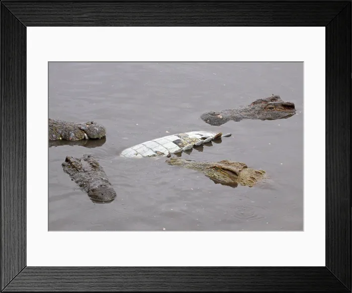 Framed Print : Cannibalism among adult Nile CrocodilesKruger Park Framed Print : Cannibalism among adult Nile CrocodilesKruger Park