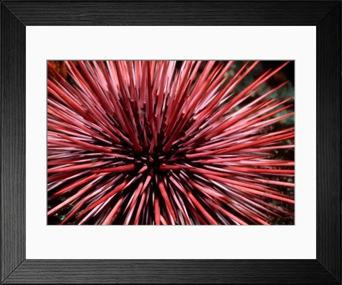 Framed Print : Purple Sea Urchin