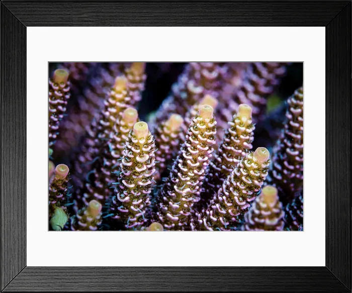 Framed Print : Close-up of coral in the Bohol Sea, Philippines Framed Print : Close-up of coral in the Bohol Sea, Philippines