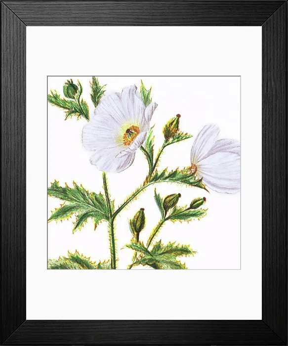 Framed Print : c. 1885 Isabella Sinclair, Pua kala flowers