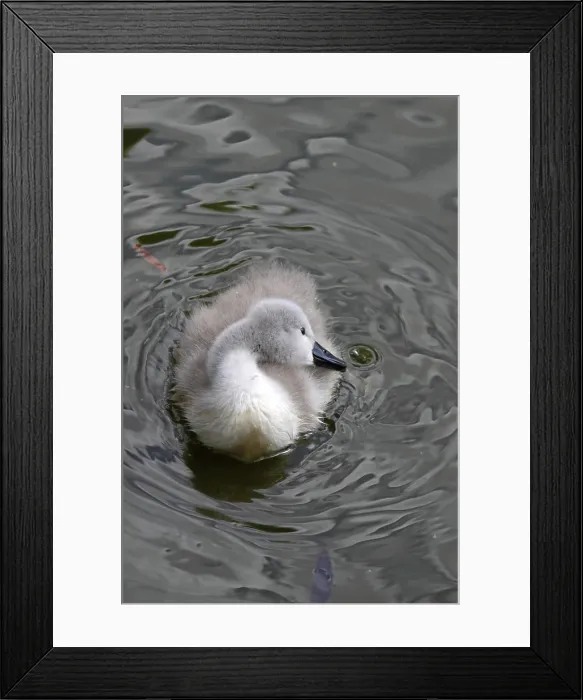 Framed Print : Höckerschwan-Küken Höckerschwan-Küken