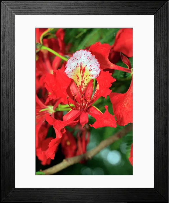 Framed Print : Royal Poinciana, Flamboyant Tree, (Delonix regia), Mkuze, Natal, South Africa, Africa, blooming tree Framed Print : Royal Poinciana, Flamboyant Tree, (Delonix regia), Mkuze, Natal, South Africa, Africa, blooming tree