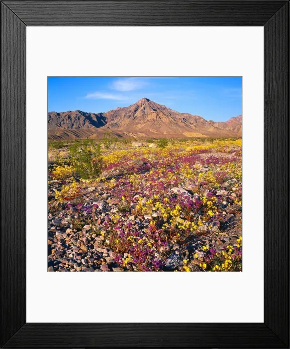 Framed Print : Blooming golden evening primrose (Camissonia brevipes) and notch-leaf phacelia (Phacelia crenulata) Framed Print : Blooming golden evening primrose (Camissonia brevipes) and notch-leaf phacelia (Phacelia crenulata)
