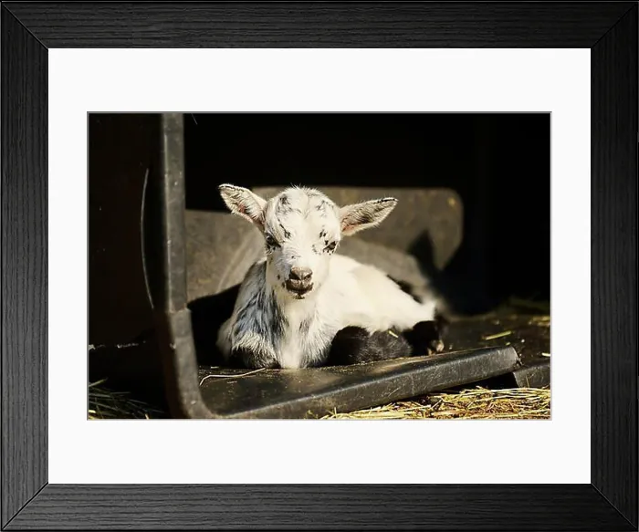 Framed Print : Domestic goat (Capra hircus) youngster lying, Bavaria, Germany, Europe