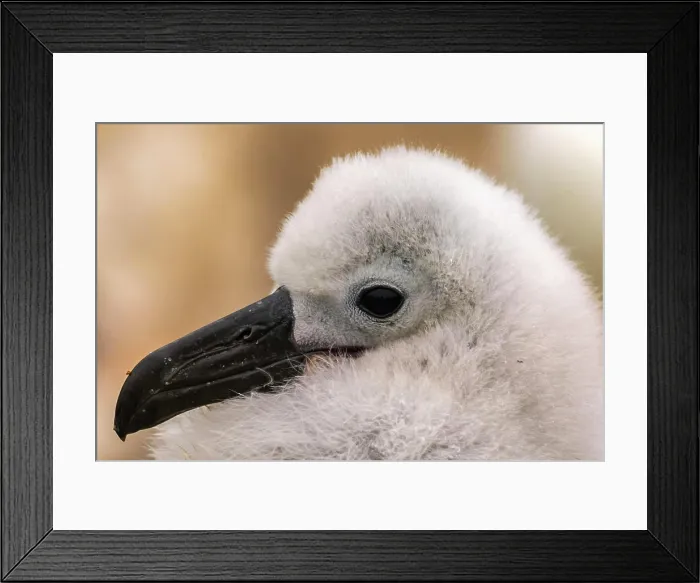 Framed Print : Falkland Islands, West Point Island. Close-up of black-browed albatross chick Framed Print : Falkland Islands, West Point Island. Close-up of black-browed albatross chick