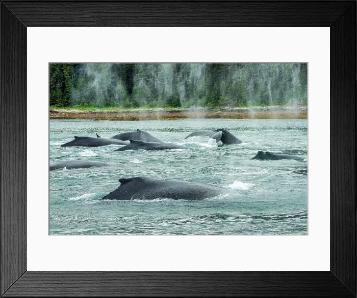 Framed Print : A group of humpback whales travel together to feed in Alaska waters