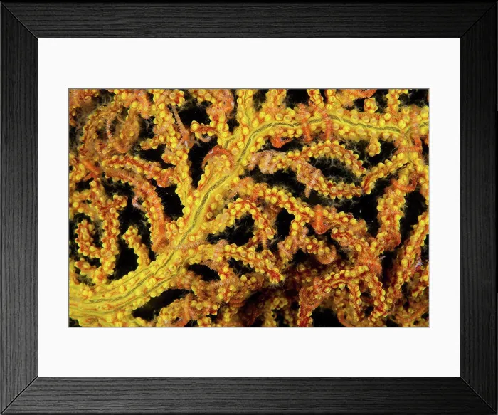 Framed Print : Mexico, Baja California, Sea of Cortez, soft coral or gorgonian detail with brittle stars around its branches
