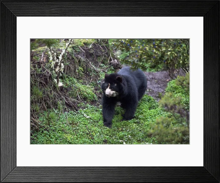 Framed Print : Spectacled Bear joining a field of Corn Imbabura Framed Print : Spectacled Bear joining a field of Corn Imbabura