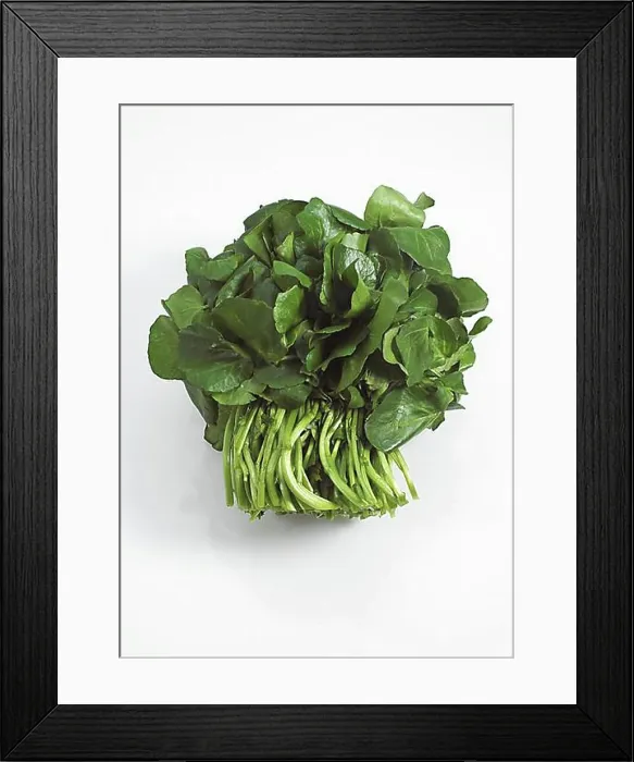 Framed Print : Watercress (nasturtium officinale) Salad, Leaves against White Background Framed Print : Watercress (nasturtium officinale) Salad, Leaves against White Background