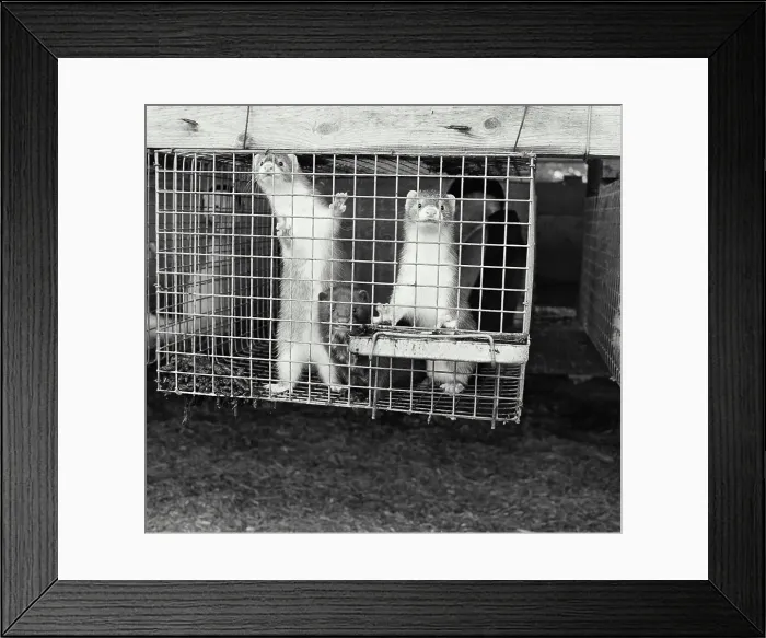 Framed Print : Vintage Photograph. Several minks in cage Framed Print : Vintage Photograph. Several minks in cage