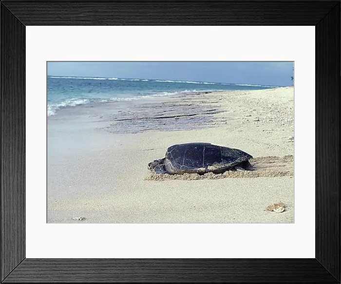 Framed Print : Loggerhead Sea Turtle (caretta caretta), Female going Back to Sea after Laying Eggs, Australia, Oceania Framed Print : Loggerhead Sea Turtle (caretta caretta), Female going Back to Sea after Laying Eggs, Australia, Oceania