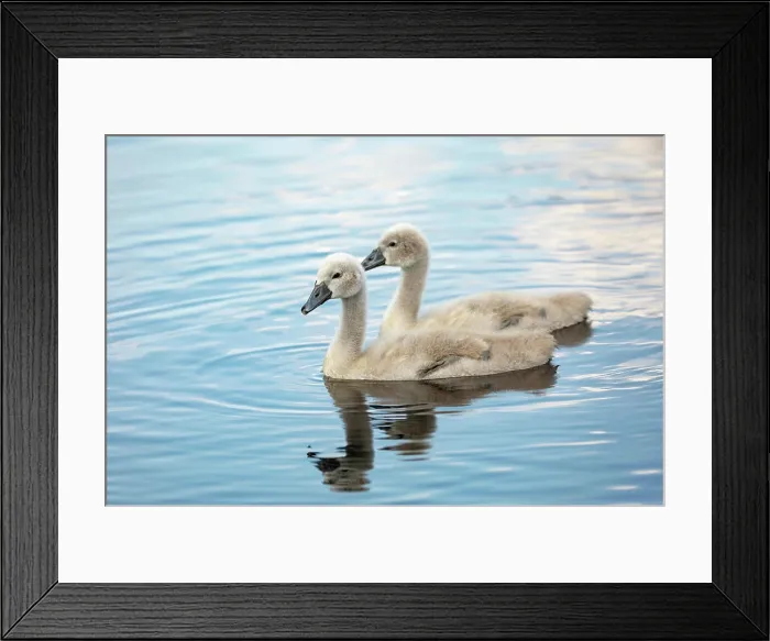 Framed Print : Wildbird Höckerschwan Huhn in spring on pond Framed Print : Wildbird Höckerschwan Huhn in spring on pond