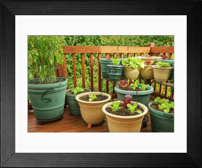 Framed Print : Sammamish, Washington State, USA. Bib and Red leaf lettuce growing in containers on a wood deck. (PR)