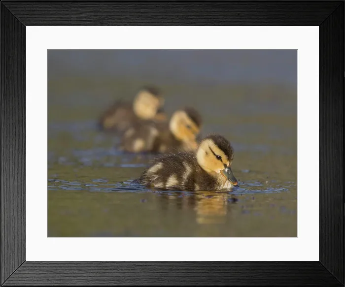 Framed Print : Ducklings gently floating on tranquil waters at dusk Framed Print : Ducklings gently floating on tranquil waters at dusk