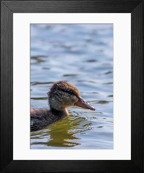 Framed Print : Mallard Duck Baby on water surface, Ducklings Swimming Framed Print : Mallard Duck Baby on water surface, Ducklings Swimming