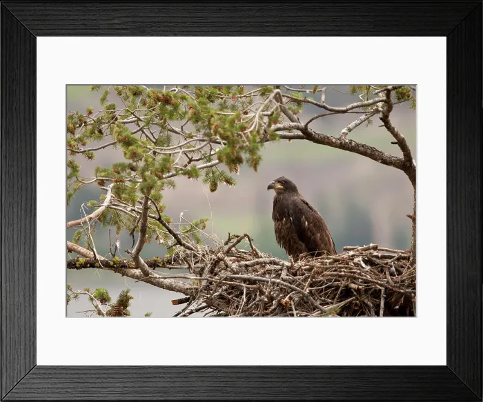 Framed Print : Bald Eagle, Haliaeetus leucocephalus, Okanagan, nest, Okanagan, BC, Canada Framed Print : Bald Eagle, Haliaeetus leucocephalus, Okanagan, nest, Okanagan, BC, Canada