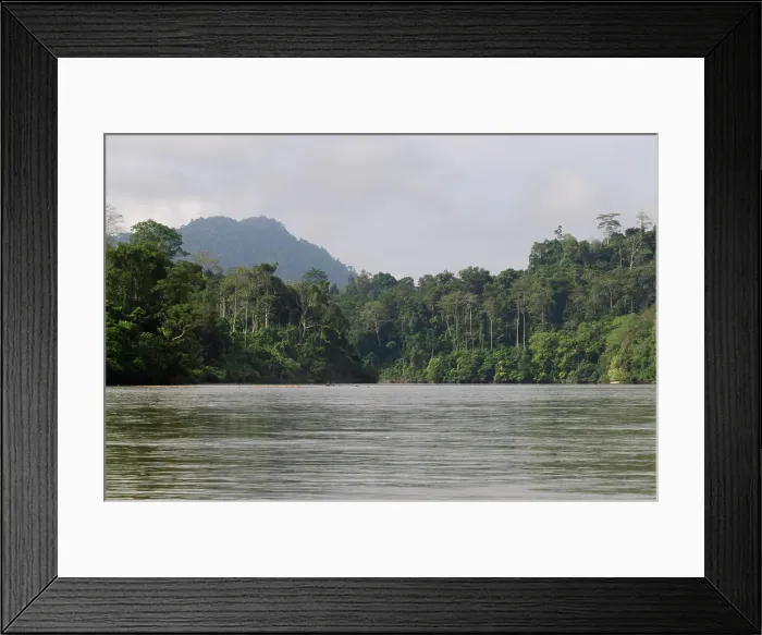 Framed Print : Jungle, rainforest tropical jungle with its unpopular plants in Malaysia, Asia Framed Print : Jungle, rainforest tropical jungle with its unpopular plants in Malaysia, Asia