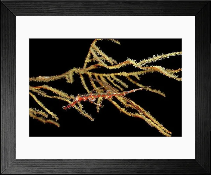 Framed Print : Harlequin ghost pipefish (Solenostomus paradoxus), Komodo National Park, Indian Ocean, Indonesia, Asia Framed Print : Harlequin ghost pipefish (Solenostomus paradoxus), Komodo National Park, Indian Ocean, Indonesia, Asia