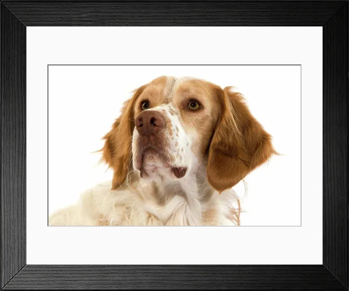 Framed Print : French Spaniel Dog(Cinnamon Color), Portrait Of Male