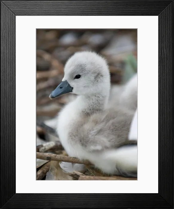 Framed Print : Höckerschwan Küken Cygnus Olor Höckerschwan Küken Cygnus Olor Framed Print : Höckerschwan Küken Cygnus Olor Höckerschwan Küken Cygnus Olor