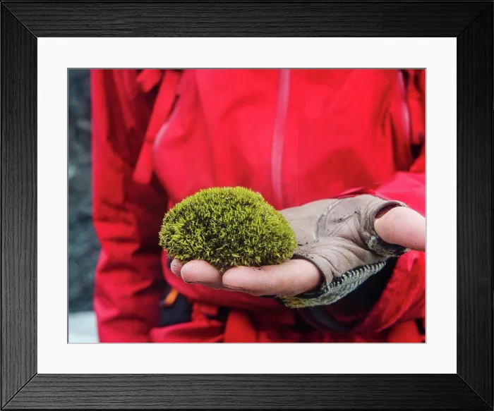Framed Print : Hand holding a glacier mouse, a ball of naturally occurring moss found on the glaciers in Iceland Framed Print : Hand holding a glacier mouse, a ball of naturally occurring moss found on the glaciers in Iceland