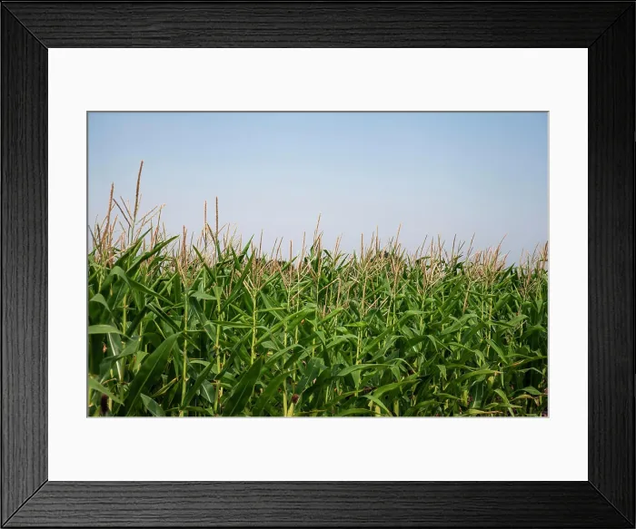 Framed Print : Close up shot of corn field with blue sky as background Framed Print : Close up shot of corn field with blue sky as background