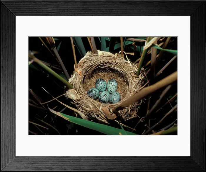 Framed Print : Great Reed Warbler (Acrocephalus arundinaceus) Eggs in nest Framed Print : Great Reed Warbler (Acrocephalus arundinaceus) Eggs in nest