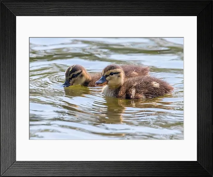 Framed Print : Ducklings Swimming, Mallard Duck Babies on Water Surface