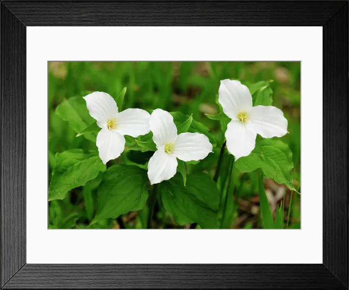Framed Print : Large_flowered Trillium Trillium grandiflorum Framed Print : Large_flowered Trillium Trillium grandiflorum