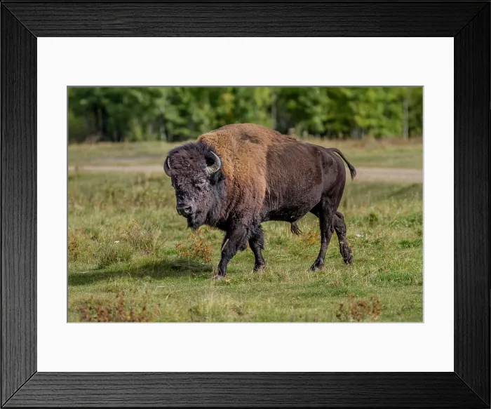 Framed Print : Plains Bison (Bison bison bison) Buffalo male, Elk Island Park, Alberta, Canada Framed Print : Plains Bison (Bison bison bison) Buffalo male, Elk Island Park, Alberta, Canada