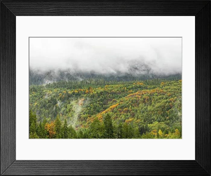Framed Print : Olympic Peninsula, Lake Crescent, Washington State. Golden larches in fog Framed Print : Olympic Peninsula, Lake Crescent, Washington State. Golden larches in fog