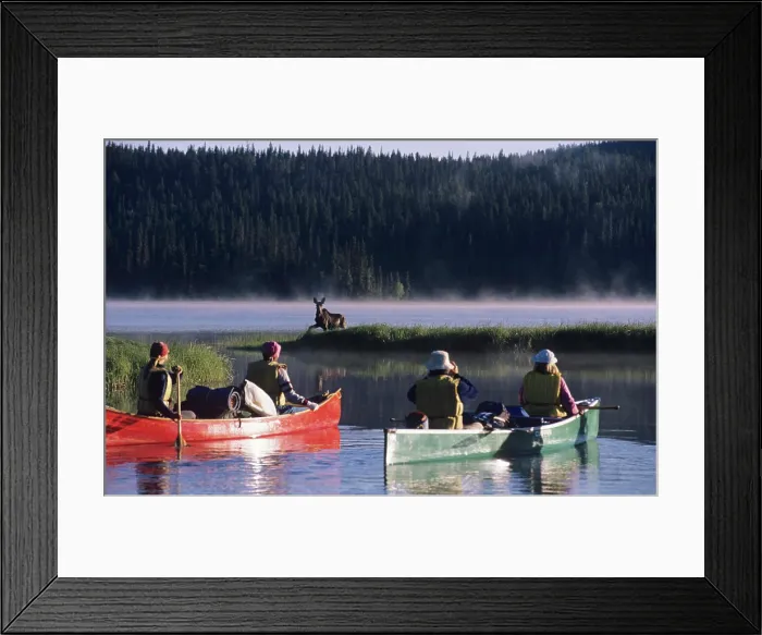 Framed Print : Wildlife viewing, photographing bull moose from canoe on Bowron River Framed Print : Wildlife viewing, photographing bull moose from canoe on Bowron River