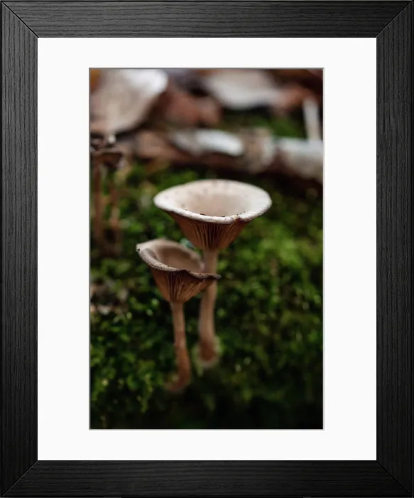 Framed Print : Close up of mushrooms growing on the forest floor Framed Print : Close up of mushrooms growing on the forest floor