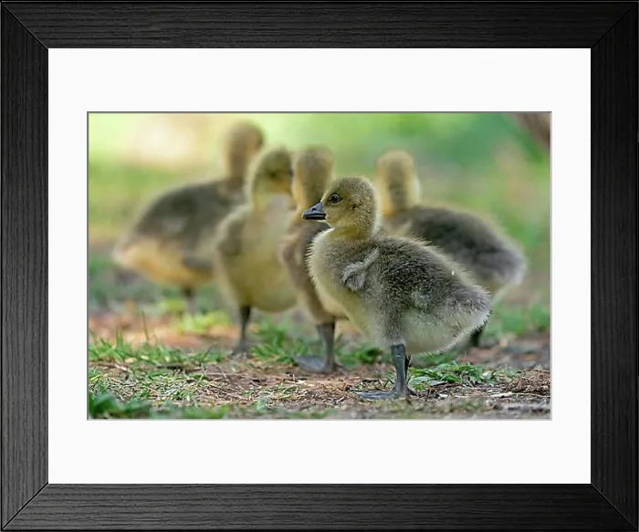 Framed Print : Greylag goose (Anser anser) with chicks, wildlife, Germany, Europe Framed Print : Greylag goose (Anser anser) with chicks, wildlife, Germany, Europe
