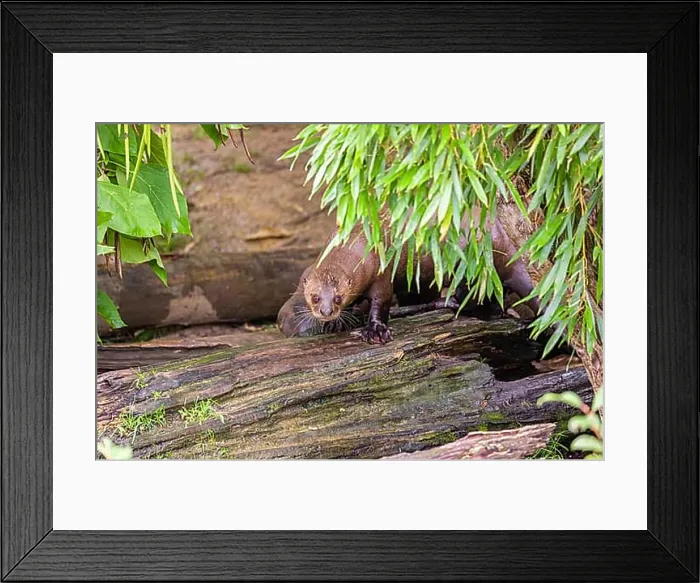 Framed Print : Two giant otter or giant river otter (Pteronura brasiliensis) stand on a mossy rotten tree lying on a river bank Framed Print : Two giant otter or giant river otter (Pteronura brasiliensis) stand on a mossy rotten tree lying on a river bank