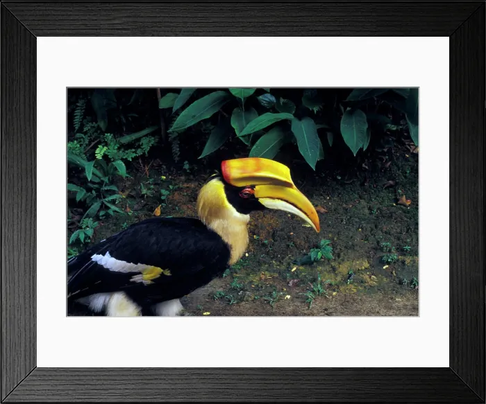 Framed Print : Malaysia, Malaya, Kuala Lumpur. Toucan is a symbol of Malaysia, here seen at the Bird Park Framed Print : Malaysia, Malaya, Kuala Lumpur. Toucan is a symbol of Malaysia, here seen at the Bird Park