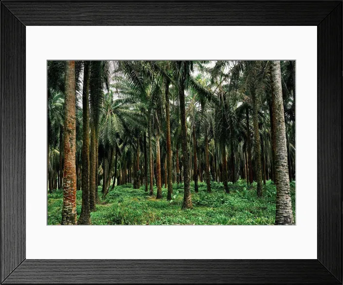 Framed Print : Picturesque scenery of palm trees plantation in tropical Costa Rica in summer Framed Print : Picturesque scenery of palm trees plantation in tropical Costa Rica in summer