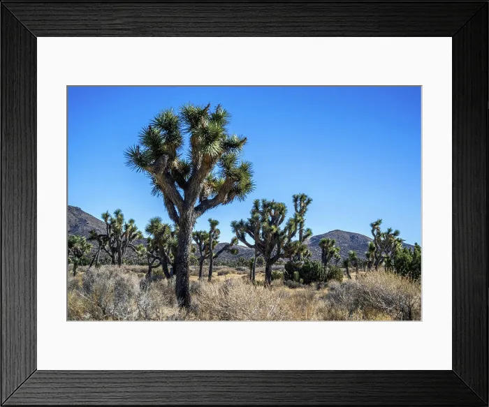 Framed Print : Joshua Trees in Joshua Tree National Park, California Framed Print : Joshua Trees in Joshua Tree National Park, California
