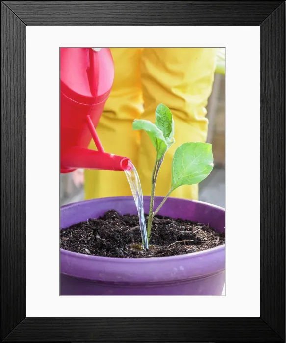 Framed Print : Planting a potted eggplant Framed Print : Planting a potted eggplant