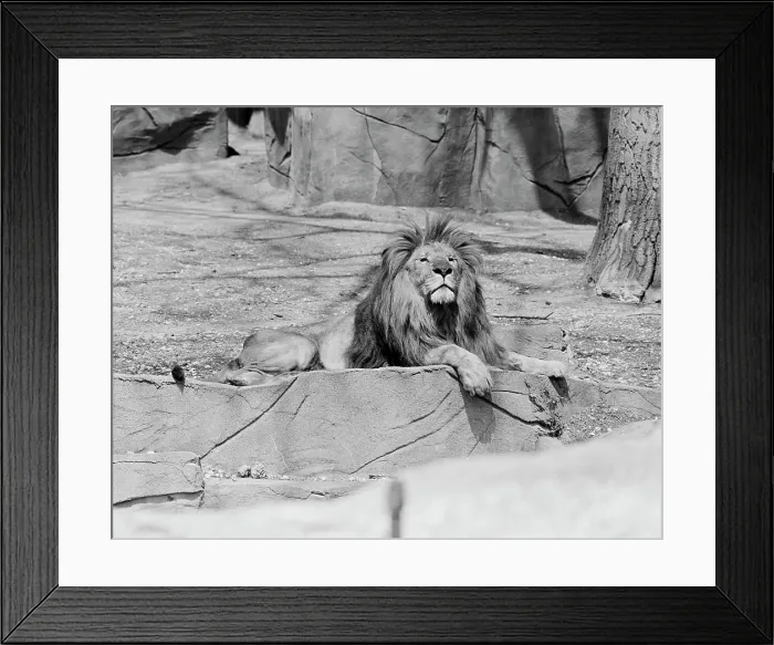 Framed Print : Lion lying on rock in zoo Framed Print : Lion lying on rock in zoo