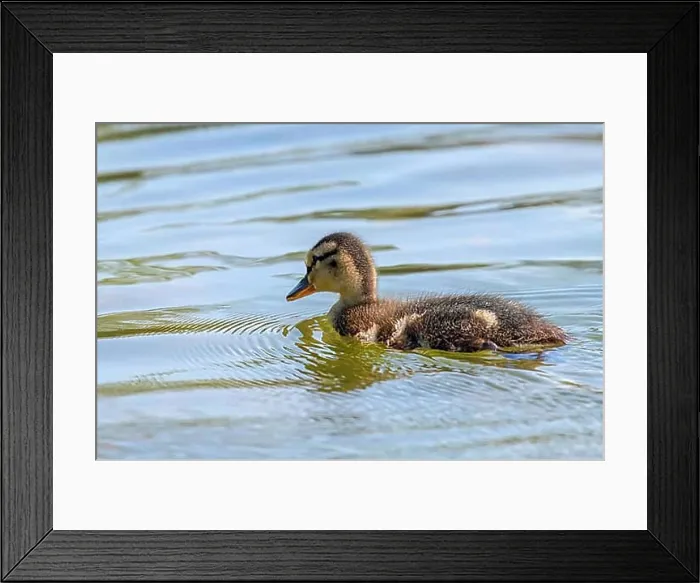 Framed Print : Mallard Duck Baby on water surface, Ducklings Swimming Framed Print : Mallard Duck Baby on water surface, Ducklings Swimming