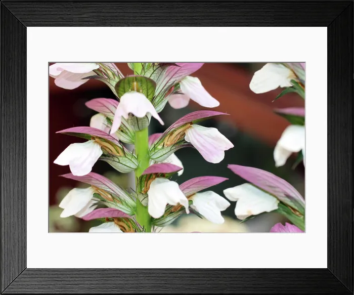 Framed Print : Balkan-Bärenklau oder Balkan-Bärentatze Balkan-Bärenklau oder Balkan-Bärentatze Copyright: xZoonar Framed Print : Balkan-Bärenklau oder Balkan-Bärentatze Balkan-Bärenklau oder Balkan-Bärentatze Copyright: xZoonar