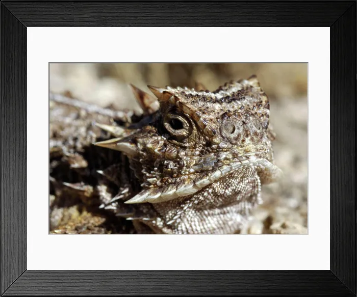 Framed Print : Portrait of a Texas horned lizard Arizona USA Framed Print : Portrait of a Texas horned lizard Arizona USA