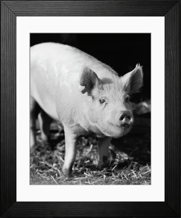 Framed Print : Close-up of a pig Framed Print : Close-up of a pig