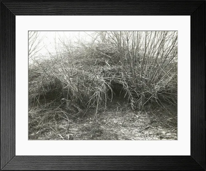 Framed Print : Biber (Castor Fiber L.). Building construction built in floods (after decline in water Framed Print : Biber (Castor Fiber L.). Building construction built in floods (after decline in water