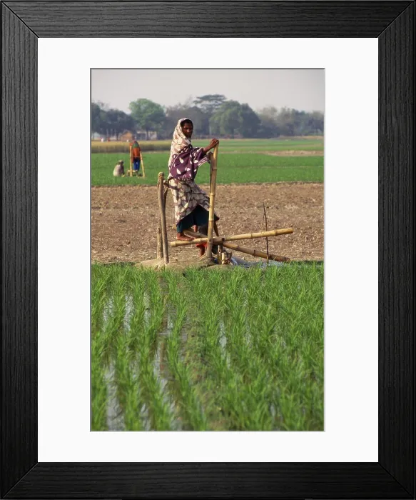 Framed Print : Bangladesh, Bogra, Woman Operating Treadle Pump Irrigating Rice Fields Framed Print : Bangladesh, Bogra, Woman Operating Treadle Pump Irrigating Rice Fields